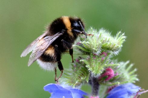 thumbnail - Semaine de l'Abeille